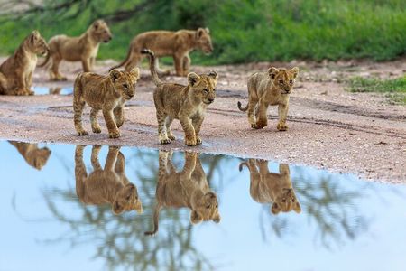5 Days Comfort Safari in Tanzania