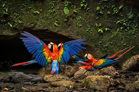 Limoncocha Biological Reserve & Yasuní National Park / Tropical Andes to Amazon