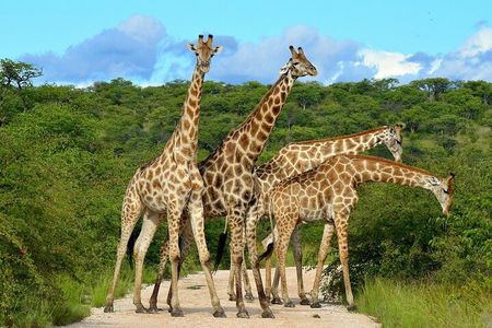 2-Days Safari Tour in Tarangire & Ngorongoro Crater