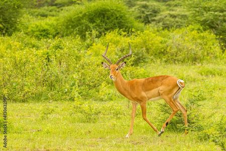 4-Day Serengeti Safari Expedition