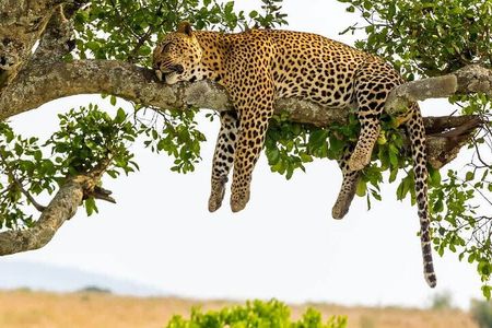 2 days Tour Tarangire & Ngorongoro 