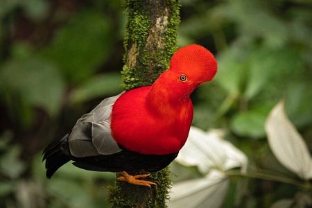 MINDO CLOUD FOREST: Nature & Adventure - Flexible Private Day Tour