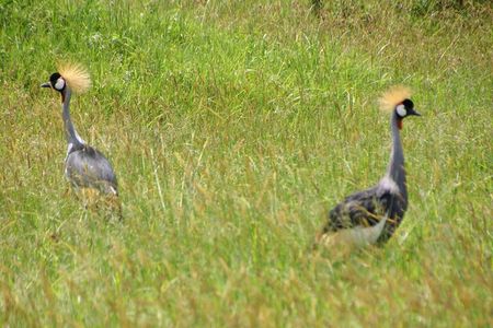 5 days Tour Tarangire, Serengeti, Ngorongoro Crater & Lake Manyara Park-Midrange