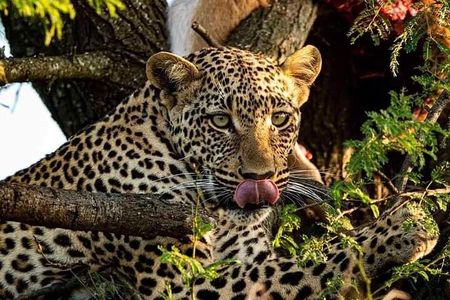 4-Days Bush to Bush Authentic Budget Safari