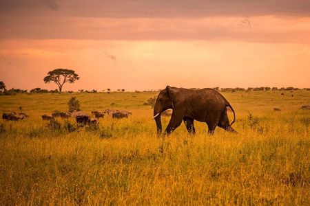 5 Days Safari in Tanzania | Camping and Lodge Safaris 