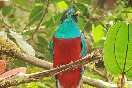 Guided Walk to the Monteverde Cloud Forest Preserve