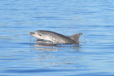 Tour to Figarolo Island with the possibility to observe dolphins