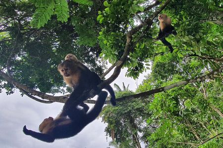 7 Hours Monkey Island and Nature Walk at Soberania National Park