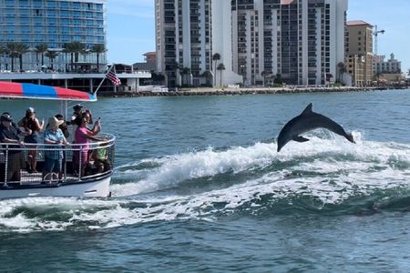Clearwater Encounters with Dolphins Tour