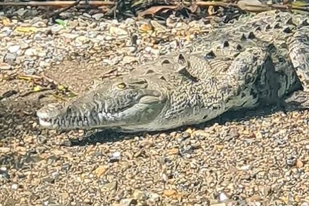 7 Hours Monkey Island and Nature Walk at Soberania National Park