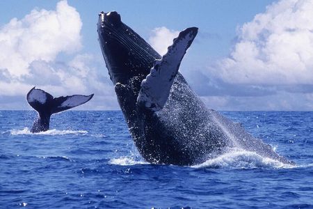 Whale-watching tour with La Farola & Bacardi Island