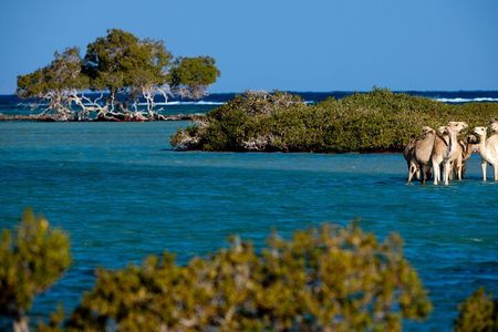 Private trip to wadi el Gemal from Marsa Alam