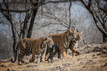 10 Days Private Tour of Wildlife in National Parks with Delhi, Agra & Jaipur