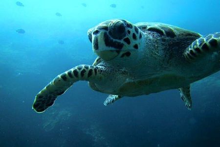 Discover Scuba Diving from a Fishing Village