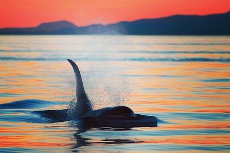 Sunset Whale and Wildlife Watching