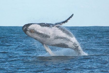 Port Stephens + Whale Watching + 4WD/Sandboarding ex Sydney