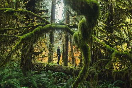 Olympic Full Day Private Tour and Hike