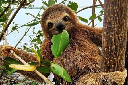 Gamboa Wildlife and Sloth Sanctuary Tour with Pickup