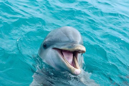 2 Hour Private Dolphin Sightseeing Tour