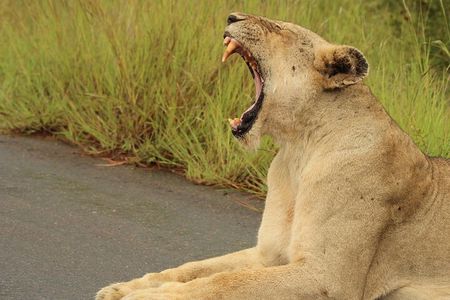 All-inclusive Big 5 Aquila Safari Game Drive Experience.