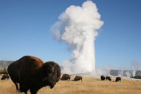 Full-Day Guided Yellowstone Day Tour
