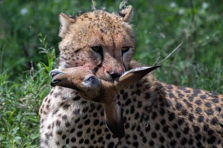 5-Days Lake Manyara, Serengeti, Ngorongoro Crater and Tarangire