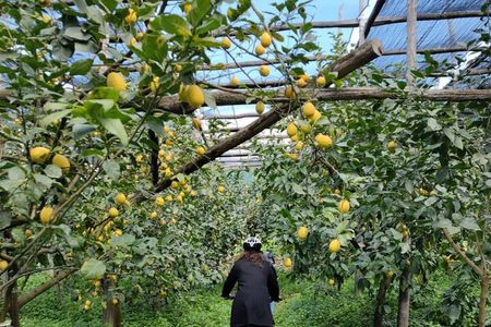 Backroads & Limoncello Experience: Sorrento E-Bike Tour