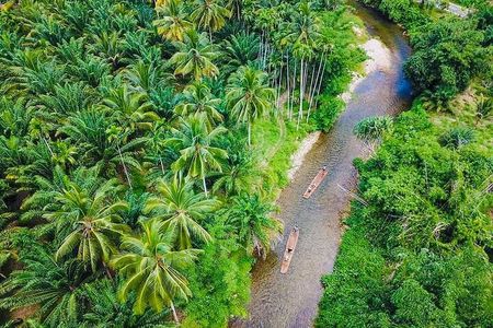 Bamboo Rafting and Sea Turtle Conservation Center Half Day Tour From Khao Lak