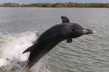 10,000 Islands Boat Excursion - 3.5-Hour Dolphins & Shelling Tour