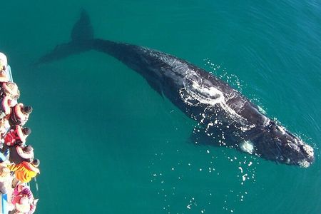 Full Day Whale Watching From Puerto Madryn