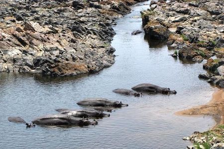 3 Days Selous (Nyerere) Safari from Zanzibar or Dar es salaam