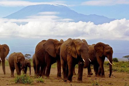 2-Day all inclusive safari to Amboseli National park from Nairobi
