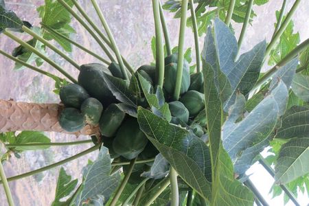 Private Day Trip to Santo Antao with Lunch