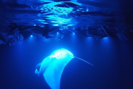 Manta Ray Night Snorkel at Kona, Big Island