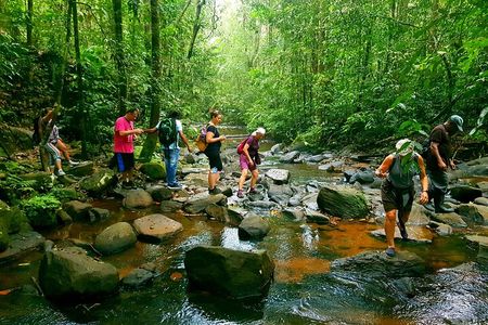 Sri Lanka Sinharaja Rain Forest Tour with Transport 