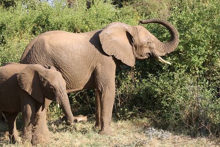 Private 2 Days Safari to Tarangire and Ngorongoro