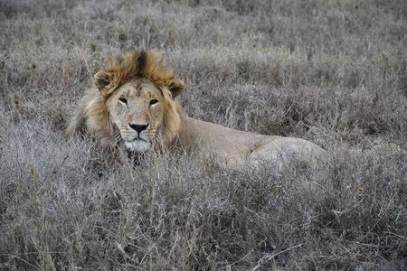  2 Days Safari through Tarangire NP and Lake Manyara NP