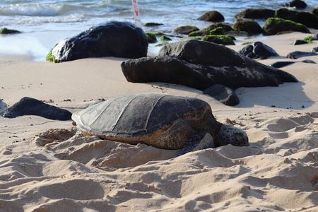Island Tour with Snorkeling & Turtles