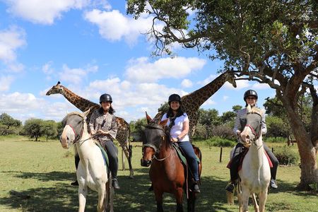 Horseback Safari Adventure in Hartbeespoort from Johannesburg