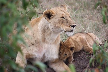 3-Day Safari Tour in two National Parks