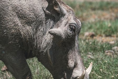 4 Days Tarangire, Serengeti and Ngorongoro Crater Camping Safari 