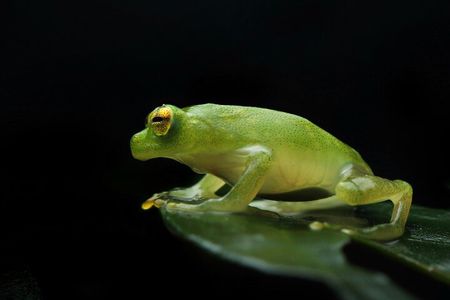 Guided Night Walk in Monteverde