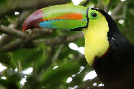 Guided Walk to the Curi Cancha Reserve