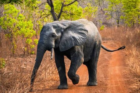 3 Days Sunrise Elephant Safari-Mole Park with -Round Trip Flight 