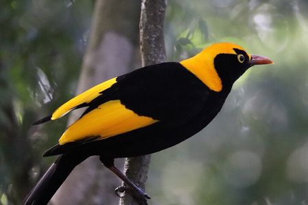 Bellthorpe Rainforest Private Tour