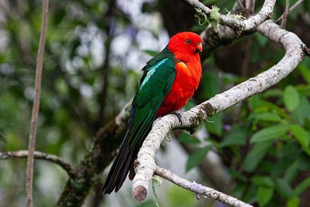 Bellthorpe Rainforest Private Tour