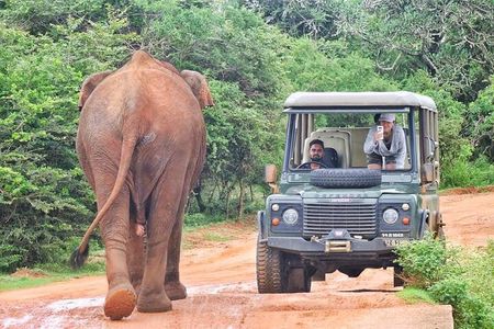 Guided Leopard Safari in Yala National Park in a Land Rover Defender
