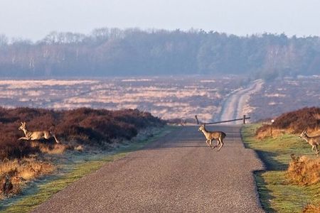 Private custom tour from Amsterdam to Giethoorn