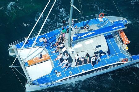 Wild Dolphin Watch in Glenelg