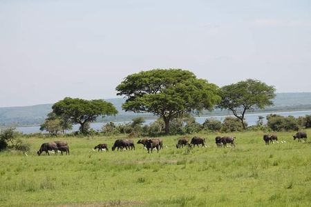 3-Day Private Safari of Murchison Falls National Park